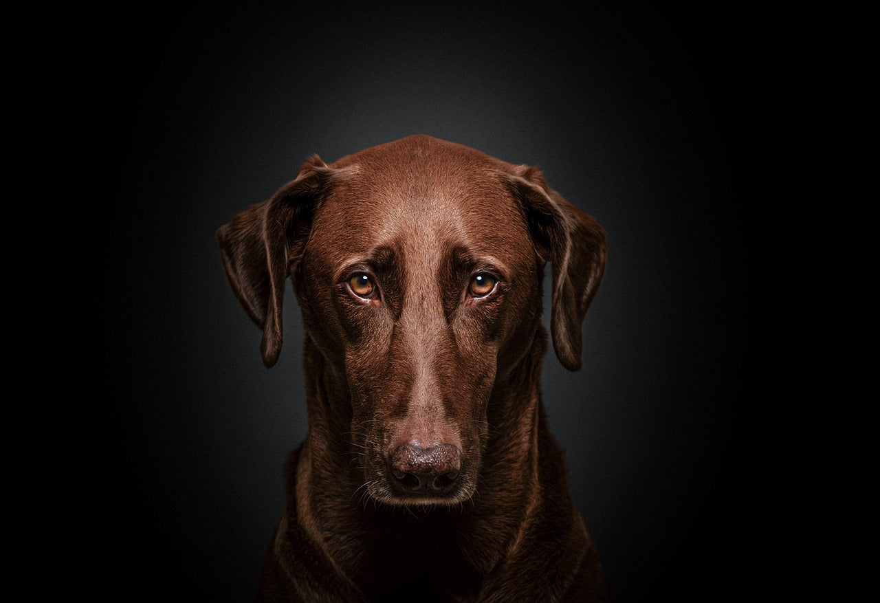 Get to Know Your Customersā Day: Celebrating Our Dog-Loving Community